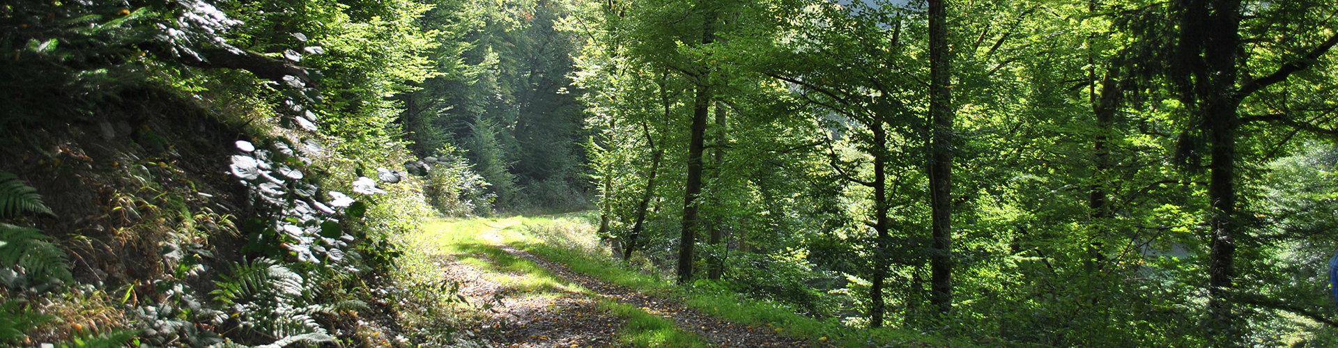 Sonnendurchfluteter Waldweg zwischen grünen Bäumen und Pflanzen