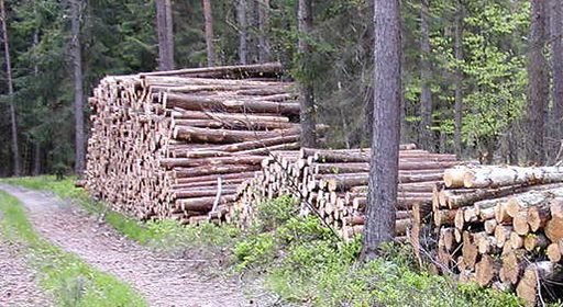 Baumstämme am Waldrand
