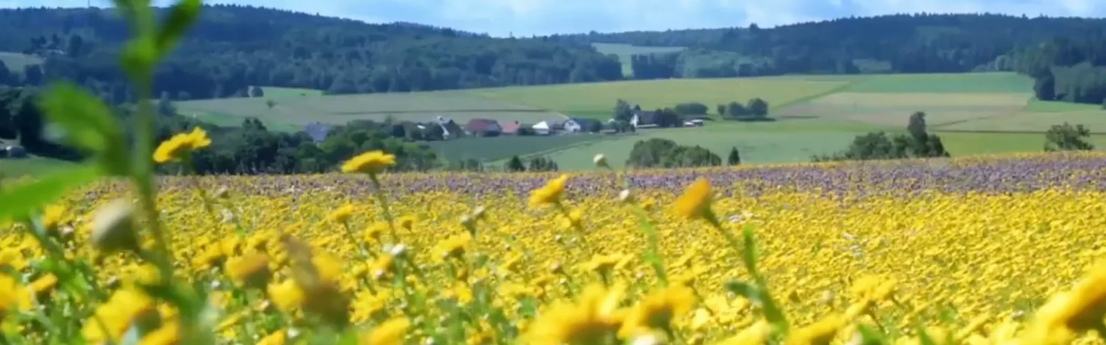 Blühende Wiesenlandschaft in Heidenrod mit gelben Blumen im Vordergrund, Feldern, Hügeln und kleinen Ortschaften im Hintergrund.