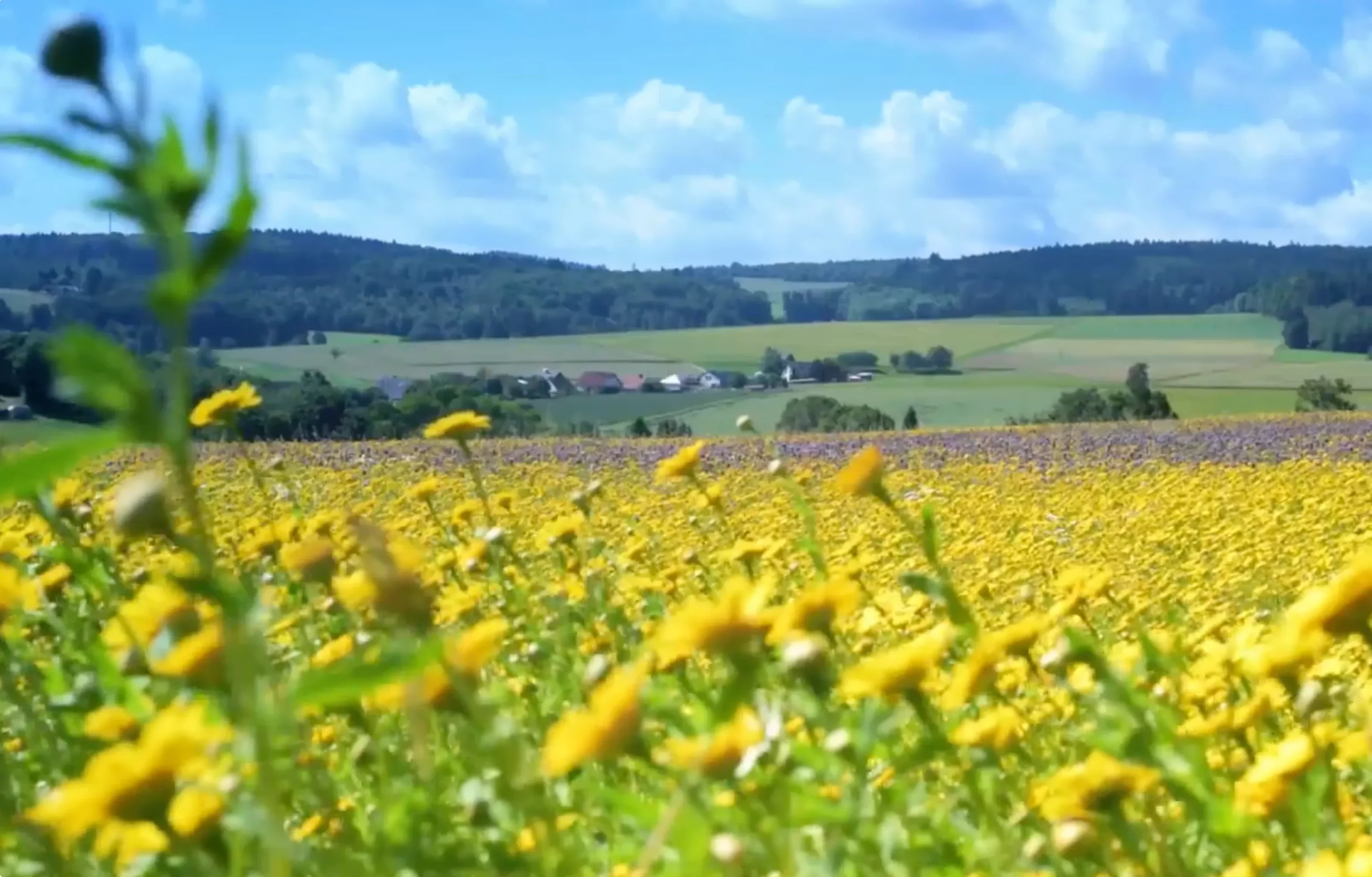 Blühende Wiesenlandschaft in Heidenrod mit gelben Blumen im Vordergrund, Feldern, Hügeln und kleinen Ortschaften im Hintergrund.