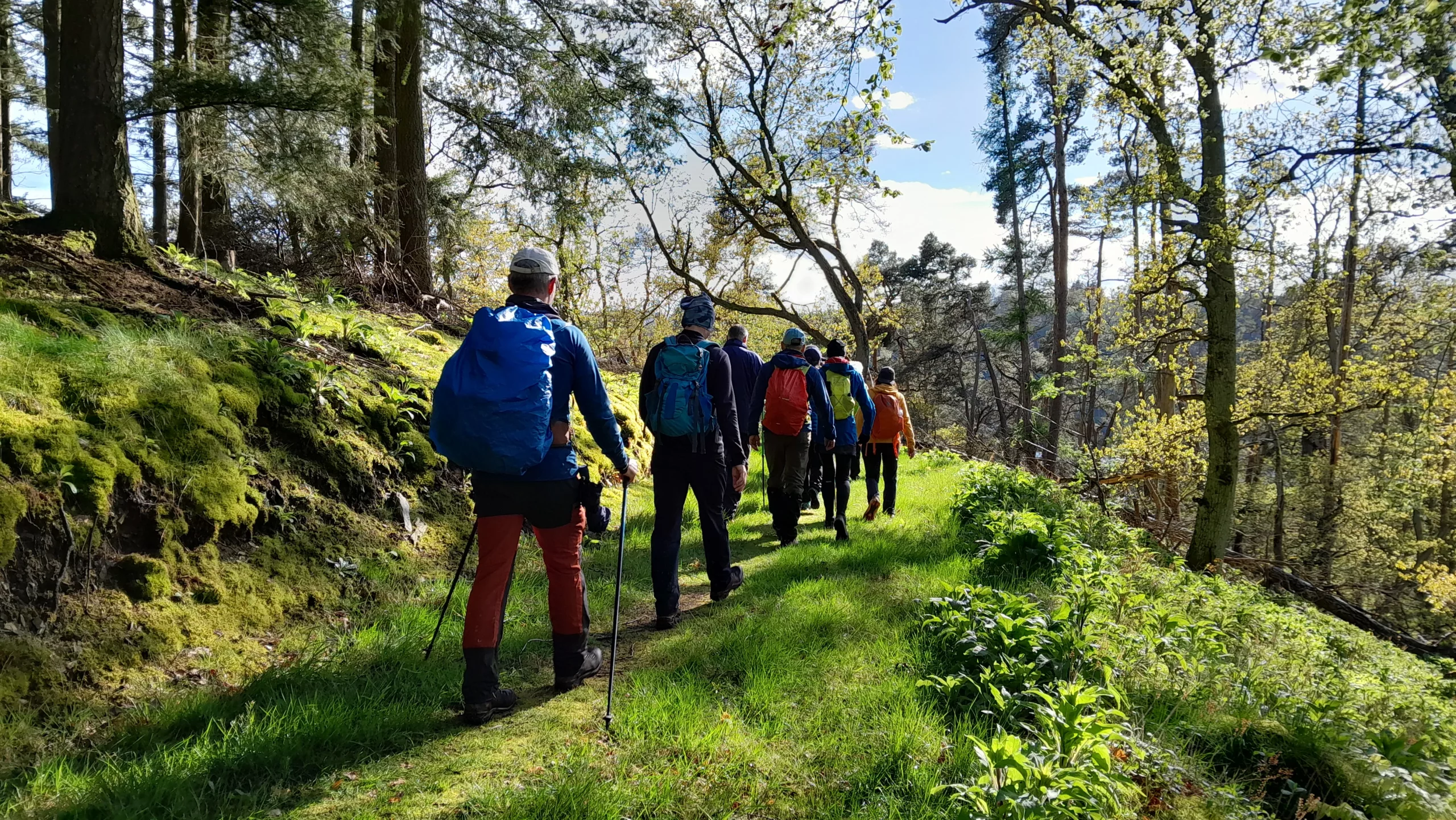 Gruppe von Wanderern mit Rucksäcken geht auf einem Waldweg durch eine sonnige, grüne Landschaft.