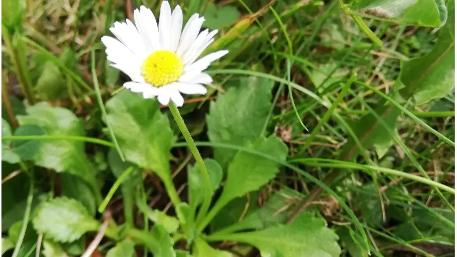 Nahaufnahme eines weißen Gänseblümchens mit gelber Blütenmitte auf einer grünen Wiese.