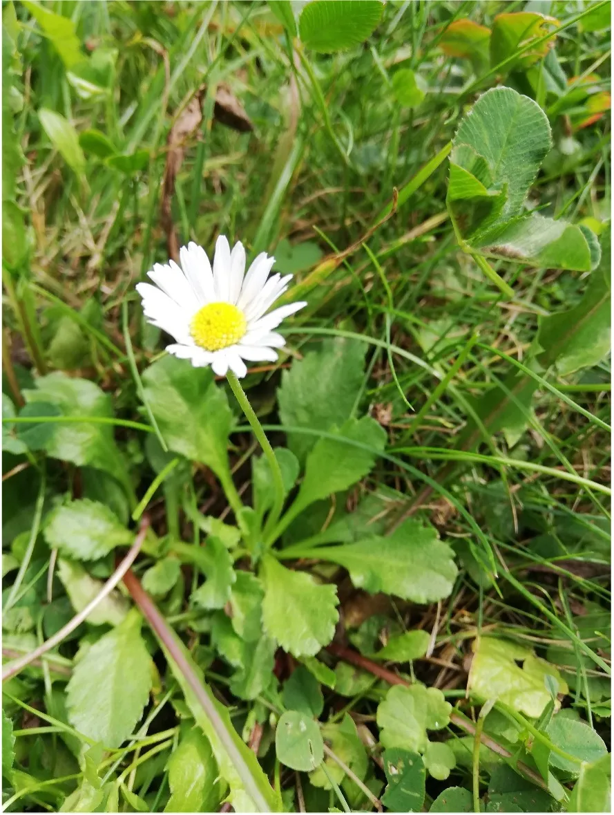 Nahaufnahme eines weißen Gänseblümchens mit gelber Blütenmitte auf einer grünen Wiese.